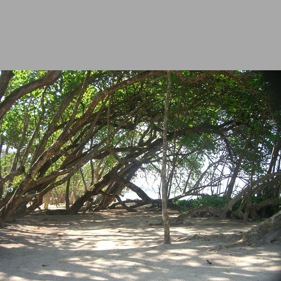 View of an area on the beach with trees