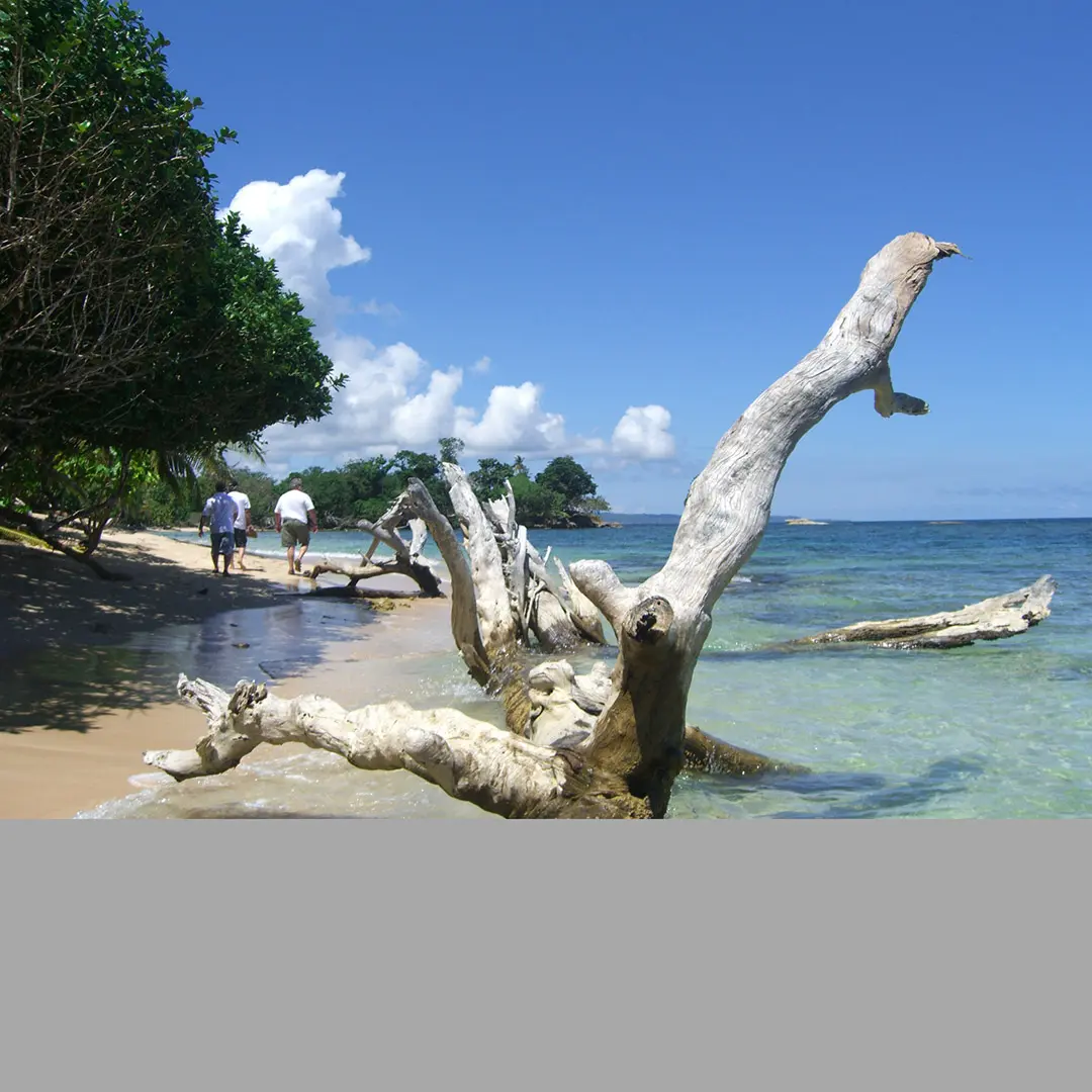 a huge tree stem on the beach and men walking